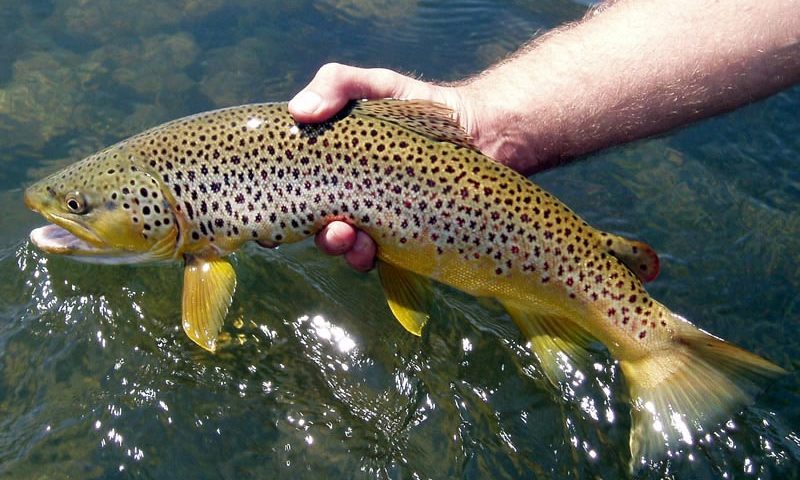 Fly Fishing the Missouri River in Montana - Montana Fly Fishing Guides