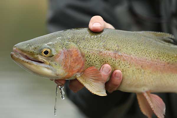 Fly Fishing Montana Missouri River - Montana Fly Fishing Guides